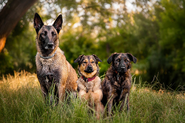 Opinii despre BriPhoto în Budapest - Fényképész