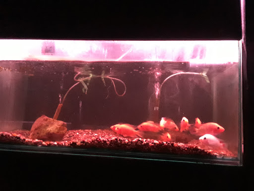 Aquarium «Cichlid World», reviews and photos, 27843 Ford Rd, Garden City, MI 48135, USA