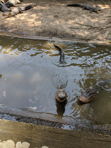 Zoo «Gators and Friends», reviews and photos, 11441 US-80, Greenwood, LA 71033, USA
