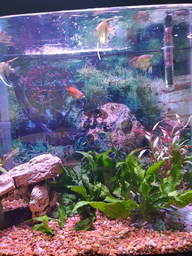 Pet Supply Store «Petco Animal Supplies», reviews and photos, 438 Southbridge St, Auburn, MA 01501, USA