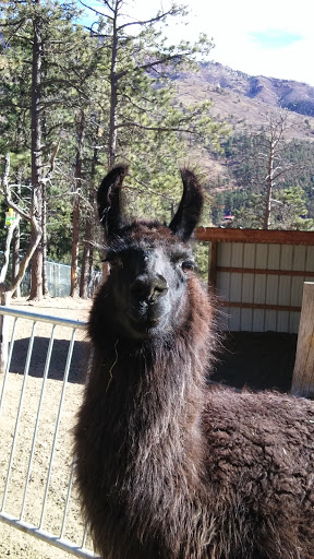 Amusement Park «North Pole Colorado Santa’s Workshop», reviews and photos, 5050 Pikes Peak Hwy, Cascade, CO 80809, USA