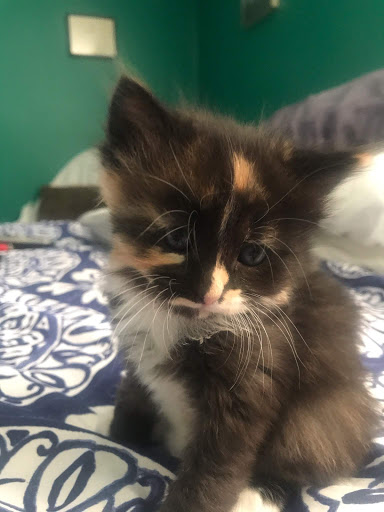 Pet Supply Store «Petco Animal Supplies», reviews and photos, 10 Waterfront Pl, Port Chester, NY 10573, USA