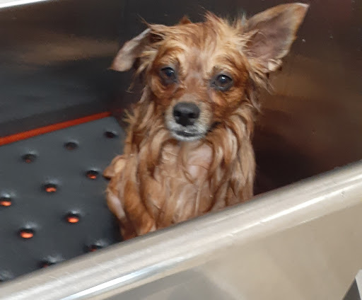 Pet Supply Store «Chow Hound Pet Supplies», reviews and photos, 660 Chicago Dr, Holland, MI 49423, USA