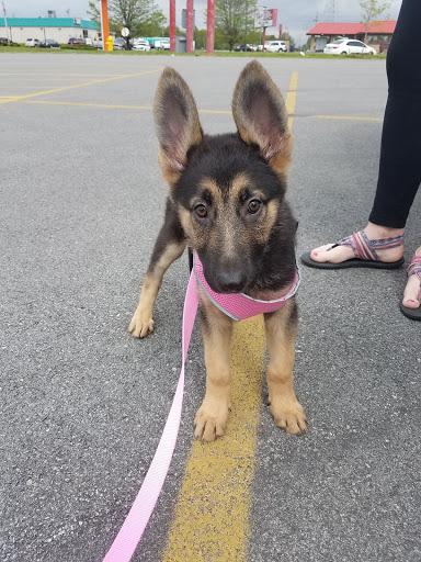 Pet Supply Store «Petco Animal Supplies», reviews and photos, 2140 E Blvd St, Kokomo, IN 46902, USA