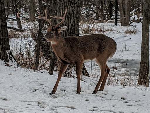 Nature Preserve «Sidney Yates Flatwoods», reviews and photos, N Caldwell Ave, Chicago, IL 60646, USA