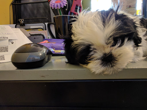 Pet Store «Oak Clips Pet Boutique & Grooming», reviews and photos, 502 N Edgefield Ave, Dallas, TX 75208, USA