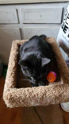 Pet Supply Store «Petco Animal Supplies», reviews and photos, 2807 Wilma Rudolph Blvd, Clarksville, TN 37040, USA