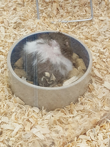 Pet Supply Store «Pet Supermarket», reviews and photos, 800 Sebring Square.., Sebring, FL 33870, USA