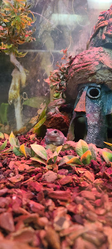 Pet Store «Petland Topeka», reviews and photos, 1801 SW Wanamaker Rd, Topeka, KS 66614, USA