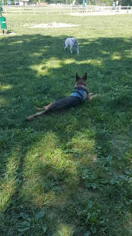Scout Dog Park - photo 35