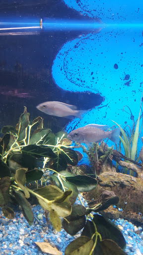 Tropical Fish Store «Delta Pet Center LLC», reviews and photos, 1370 Corporate Square Blvd, Slidell, LA 70458, USA