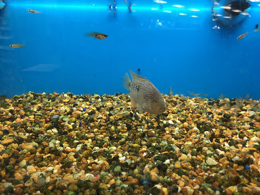 Pet Supply Store «Pet Supermarket», reviews and photos, 2696 N University Dr, Sunrise, FL 33322, USA