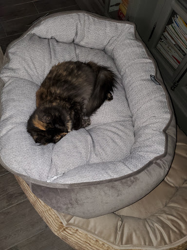 Pet Store «Fetch & Friskers Barkery and Bow-tique», reviews and photos, 701 S Main St, Boerne, TX 78006, USA