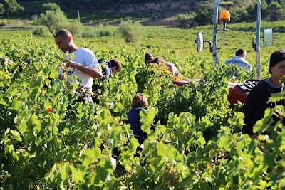 Le Clos De Caveau à Vacqueyras