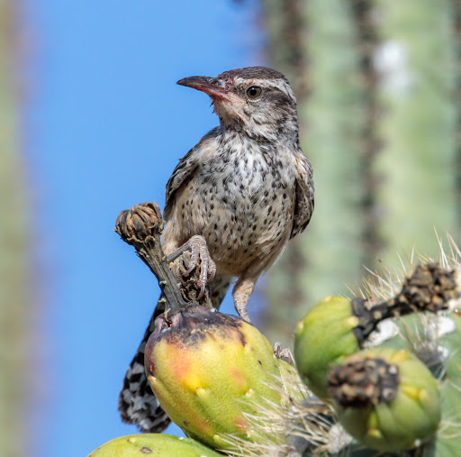 Nature Preserve «Gateway Trailhead - McDowell Sonoran Preserve», reviews and photos, 18333 N Thompson Peak Pkwy, Scottsdale, AZ 85255, USA