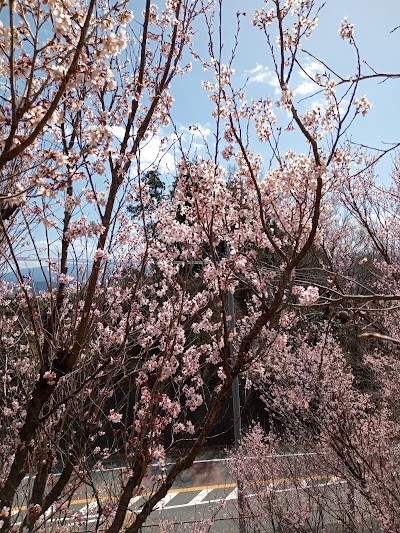 早咲桜（引ノ山）