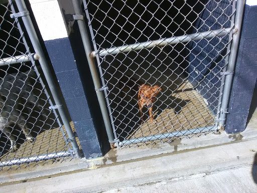 Bell County Animal Shelter