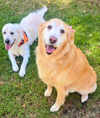 Paw Commons Pet Resort - Hillcrest - Photo 4 - Car repair in San Diego, CA, San Diego