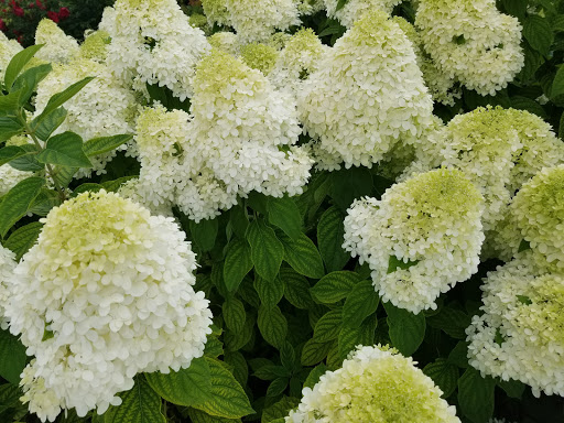 Park «Garfield Park Conservatory», reviews and photos, 300 N Central Park Ave, Chicago, IL 60624, USA