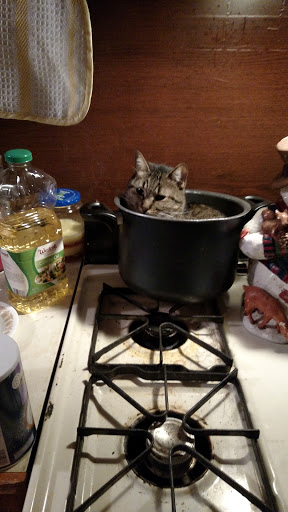 Animal Protection Organization «Missaukee Humane Society», reviews and photos