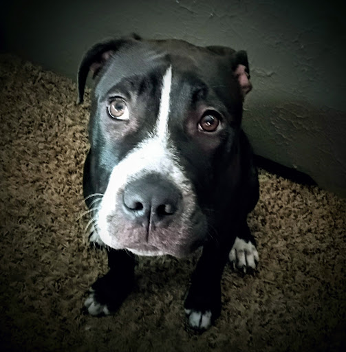 Crooked Creek Animal Hospital image