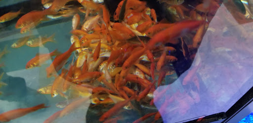 Pet Supply Store «Pet Supplies Plus», reviews and photos, 601 Portion Rd, Lake Ronkonkoma, NY 11779, USA