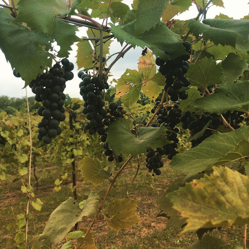 Winery «Flying Otter Winery», reviews and photos, 3402 Chase Rd, Adrian, MI 49221, USA