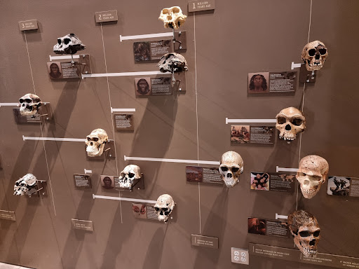 Natural History Museum «Natural History Museum of Utah», reviews and photos, 301 Wakara Way, Salt Lake City, UT 84108, USA