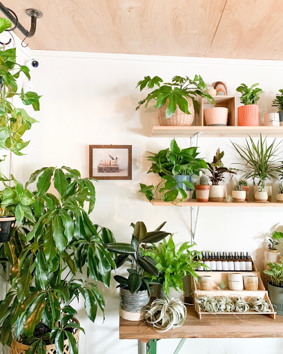 Frond Plant Shop