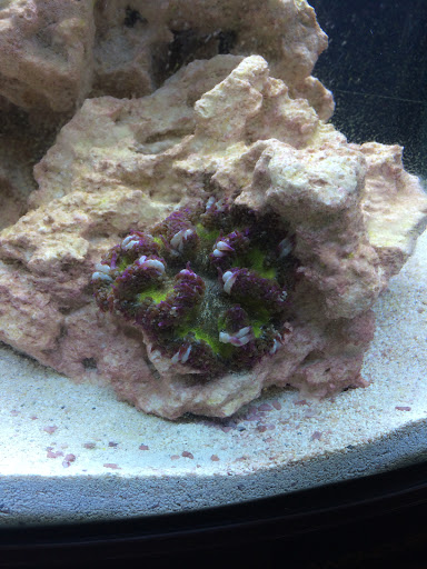 Aquarium «VIP Reef Aquarium», reviews and photos, 16300 SW 137th Ave #121, Miami, FL 33177, USA