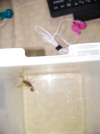 Indoor Lodging «Canyon Lake Cabins and Cottages», reviews and photos, 21400 FM306, Canyon Lake, TX 78133, USA