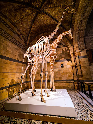 Reviews of The Natural History Museum in London - Museum