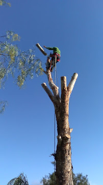 Hernandez tree services - Photo 8 - Car repair in , Riverside