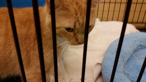 Pet Supply Store «Pet Supplies Plus», reviews and photos, 311 Sagamore Pkwy N, Lafayette, IN 47904, USA