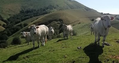 GAEC Olhassoa à Bustince-Iriberry