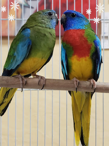 Pet Store «Louis Birds Pets & Supplies», reviews and photos, 80 Keyes St, San Jose, CA 95122, USA