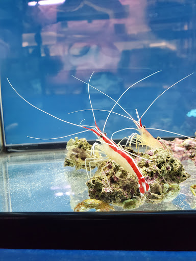 Pet Store «Pet Town», reviews and photos, 7804 Florence Ave, Downey, CA 90240, USA