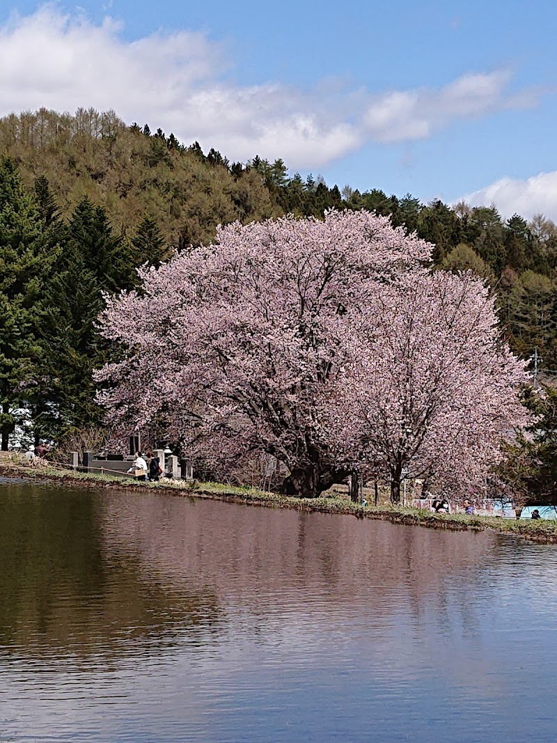 天王桜