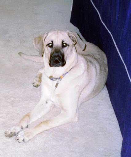 Explore gangster tattoo ideas for men, creative tattoo ideas in Myrtle Beach, available at Aces High Tattoo