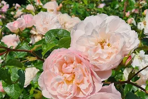 Dunham Massey Park Rose Garden image