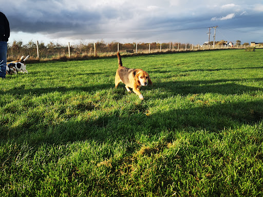 Field for Paws