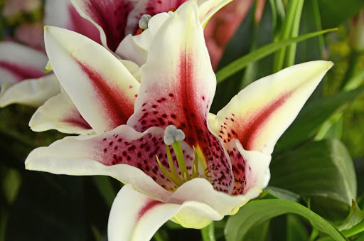 Florist «Mt Washington Florist», reviews and photos, 145 N Bardstown Rd, Mt Washington, KY 40047, USA