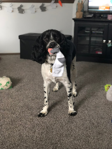 Pet Supply Store «Petco Animal Supplies», reviews and photos, 8551 S Howell Ave, Oak Creek, WI 53154, USA