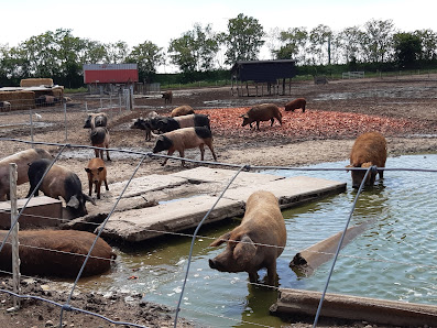Biohof Hubicek Fleisch- und Wurstmanufaktur KG Bergweg, 2294 Breitensee, Österreich