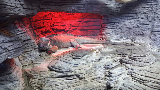 Zoo «Alligator Adventure», reviews and photos, 4604 Hwy 17 S, North Myrtle Beach, SC 29582, USA