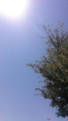 Park «Harold Bacchus Community Park», reviews and photos, 13995 Main St, Frisco, TX 75034, USA