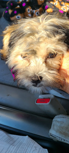 Pet Supply Store «PetSmart», reviews and photos, 42 Southgate Square, Colonial Heights, VA 23834, USA