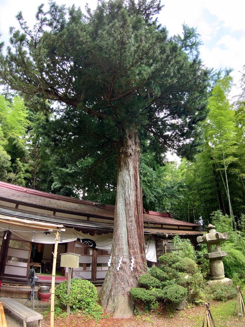 竹寺のコウヤマキ