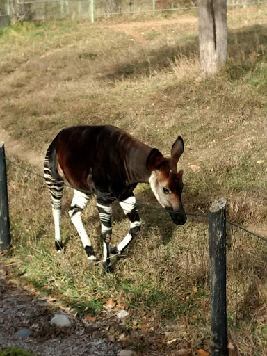 Zoo «Monkey Island», reviews and photos, 8 E 23rd Ave, Denver, CO 80205, USA