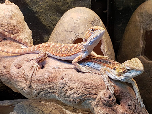 Pet Store «Bluewater Zoo Exotic Aquariums & Reptiles», reviews and photos, 159 Miracle Strip Pkwy SE, Fort Walton Beach, FL 32548, USA